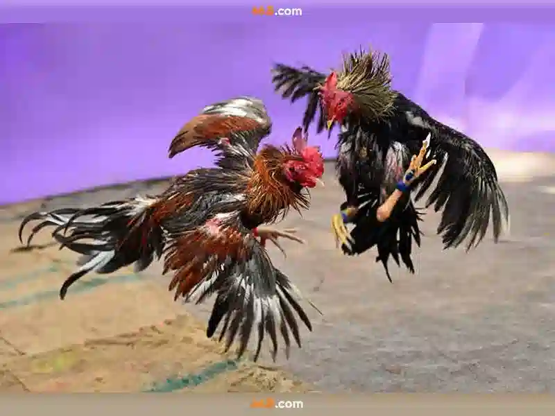 💎phim song bac ma cau💎 💎phim song bac ma cau💎